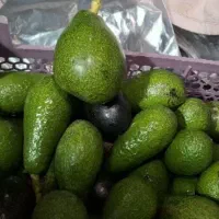 آووکادو شمال