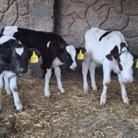 ۳ راس گوساله نر صنعتی ۵۰ روزه|حیوانات مزرعه|اصفهان, بهارستان|دیوار