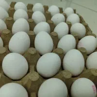تخم مرغ تازه (شانه ای 250 هزار)