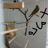 فنچ گلدین|پرنده|نیشابور, شهرک قدس|دیوار