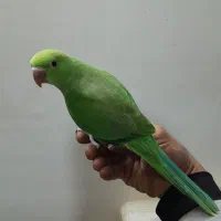 جوجه ملنگو دستی آماده یادگیری و حرف زدن