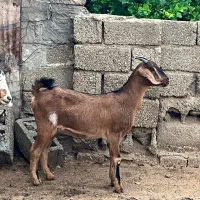 فروش ۴بز صالح و تیشتر پلنگی پاکستایل اصل|حیوانات مزرعه|بهبهان, |دیوار