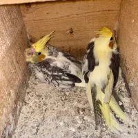 عروس جوان|پرنده|لاهیجان, فیاض|دیوار