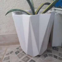 گلدان|گل و گیاه طبیعی|ایلام, |دیوار