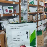 بذر گوجه بریویو باسیمو بدرو برنتا|عمدهفروشی|بندرعباس, |دیوار