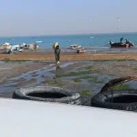 فروش ماهی و میگو بندر بوشهر