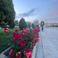 یک سهام از بازار گل گیاه سپاهان درچه(خصوصی)