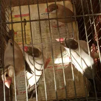 بنگالی نرگسی الماسی مرغ عشق عروس هلندی|پرنده|بجنورد, |دیوار