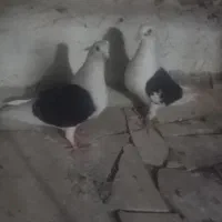پرنده