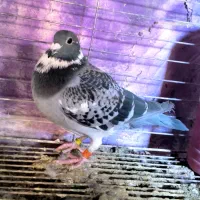 کبوتر پلاکی