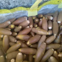 بلوط|گل و گیاه طبیعی|ملکشاهی, |دیوار