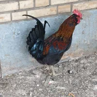 خروس جوان
