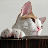 واگذاری گربه