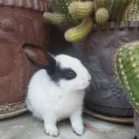خرگوش