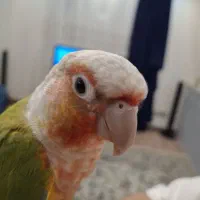 طوطی گرینچیک|پرنده|فردیس, قریشی|دیوار