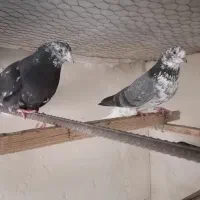 کفتر ضمانتی