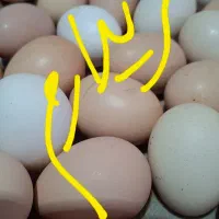 تخم مرغ محلی خر.ید.دار