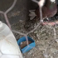 سرخ پلنگ ماده