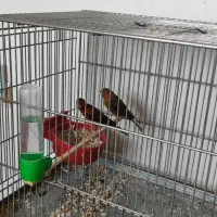 قناری نر و ماده|پرنده|اصفهان, کردآباد|دیوار