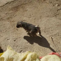 توله سرابی|سگ|اهر, |دیوار