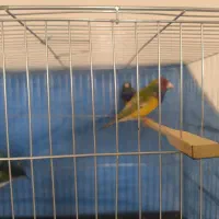 فنچ گلدین مست مست