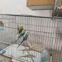 مرغ عشق -عروس هلندی -گرینچیک