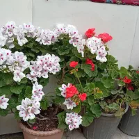 باسلام گل‌های قشنگم