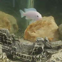 فروش اکواریوم ۸۰ سانتی. با لوازم زیر قیمت