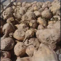 چغندر قند مخصوص دام درجه1