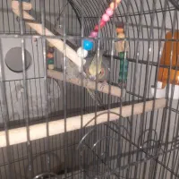 عروس جفت نرسینامون ماده گلباقالی