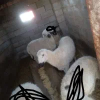 فروش بره