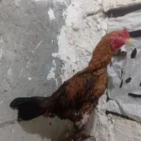 خورس لاری|حیوانات مزرعه|مشگین شهر, |دیوار