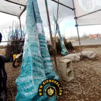 مجموعه نهالستان بیونهال B/N|خدمات باغبانی و درختکاری|کرمانشاه, |دیوار