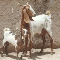 بزپاکستانی