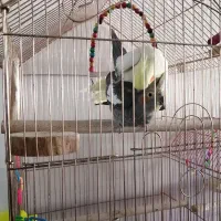 عروس هلندی نر وماده تخم گذار