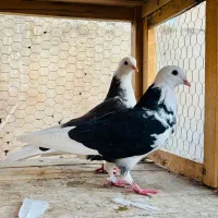 کبوتر پشت سیاه