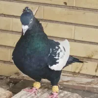 کبوتر سینه نر