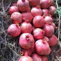 انار|عمده‌فروشی|کوهنانی, |دیوار