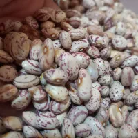 لوبیا چیتی و رشتی درجه یک امسالی