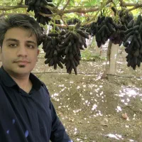 نهال انگور رو از منه تولید کننده بخر، نه دلال..