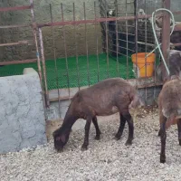 دو راس توقلی نر و ماده