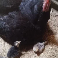 جوجه بوقلمون