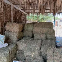 پرس یونجه و کاه یونجه