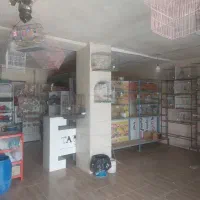 پرنده
