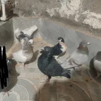 کفتر|پرنده|نصر آباد, |دیوار