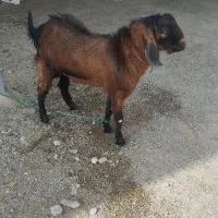 کهره نر سرحال|حیوانات مزرعه|میناب, |دیوار