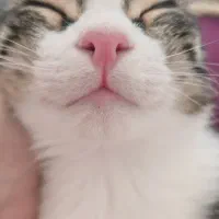 واگذاری گربه|گربه|اردبیل, |دیوار