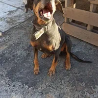 واگذاری دوبرمن 10 تومن|سگ|خرم‌آباد, |دیوار