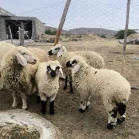 پنج راس گوسفند فروش فوری