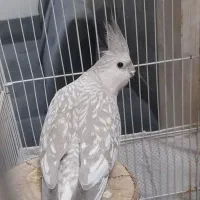 یک جفت عروس هلندی مولد به همراه ۳ عدد جوجه.|پرنده|چهاردانگه (تهران), |دیوار